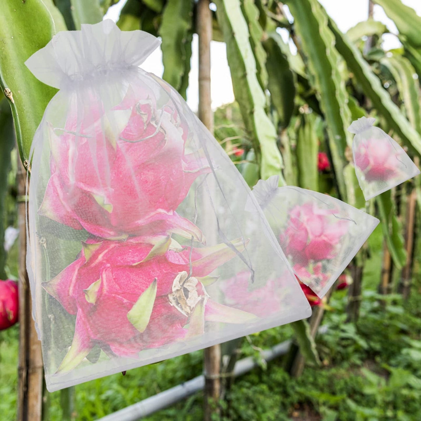 🔥Fruit Protection Bags